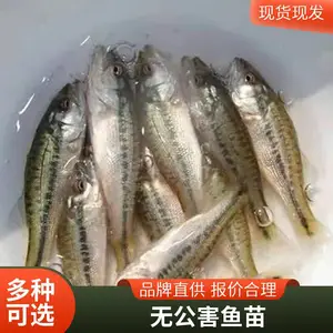 加州鲈鱼苗 优质好苗 渔场直产直售 提供技术支持