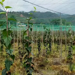 供应永牌瓜棚网 福建 广西罗汉果百香果大棚塑料网 云南 贵州 湖北植物攀爬网厂家
