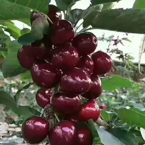 ����ӣ���統��ҹ�ɣ����ӣ����ע������