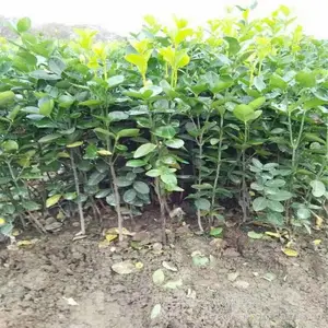 �������鶬�� ���ǽ�ڵ����� ��������ֲ����
