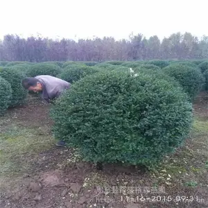 ������������-�����¼��󻨱����̻�С��-����ӣ����·������