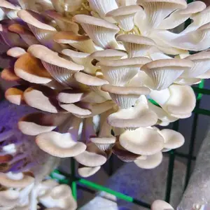 上海新款菌菇方舱设备 上海芾驰智能科技供应