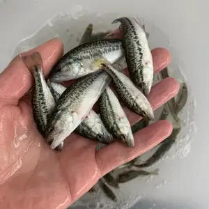 ����ˮ��������������ѡƷ����̬����ȫ��ֱ����ֳ��������רҵ����ָ��