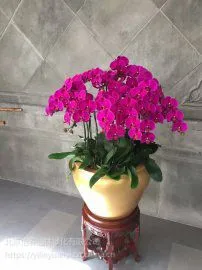 北京绿植租赁公司www.bjyiyi.cn