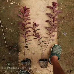 ��Ҷ��Ļ����Ǽ��£���Ҷ����ֲ��������Ҷ���