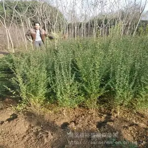 ������������-��ɽ��������ֲ����-����100�ߴ�������