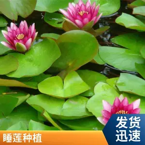 睡莲苗适合河道湖泊花色多样水体绿化工程用免费技术指导当年开花