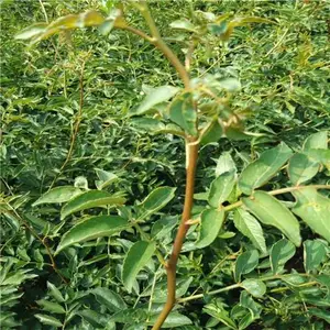 供应花椒苗 花椒小苗 大红袍花椒苗 九叶青花椒苗