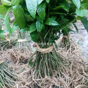 清流黄花倒水莲育苗基地 直供观音串 倒吊黄种苗
