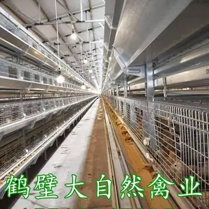 60天海兰褐青年鸡代育,60天脱温鸡批发,60天褐壳蛋鸡苗