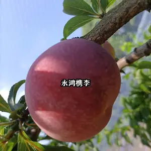 供应 千年名果(槜李)(皇家贡品水果)桐乡特产