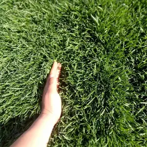 四季青草坪草皮 好打理 高尔夫球场地被草 别墅区地被栽植苗