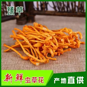 产地虫草花一斤、批发新新鲜虫草花、虫草花源头工厂