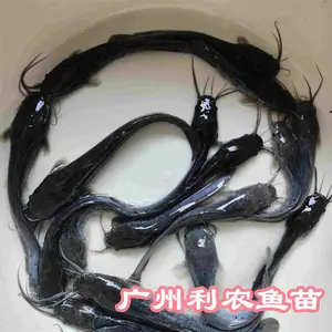 ��������������ֳ�� ����������������ܶ���ֳ