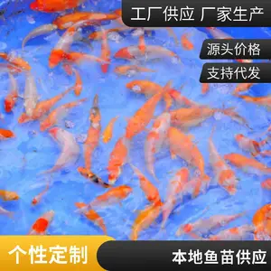 品种纯正3-5公分锦鲤苗 山东烟台本地观赏鱼苗养殖场