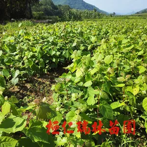 桓仁瑞林苗圃供应1-2年生椴树苗 紫椴树苗 辽宁椴树小苗 风景树