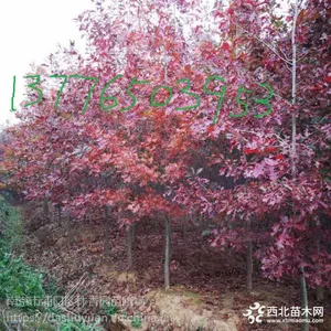 4-5-6公分娜塔栎基地价格
