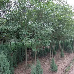 潢川大叶黄杨培育基地-一个真正有苗圃供应商-潢川大叶黄杨