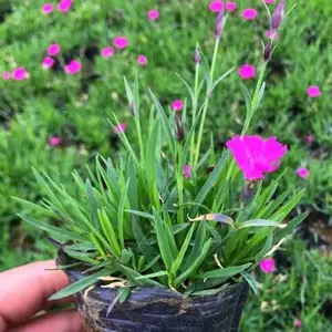 基地出售***石竹小苗根茎健壮小区庭院公园造景绿化工程花卉