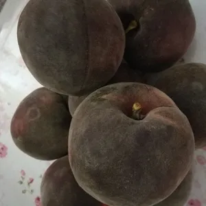 供应桃子苗_黑桃_黑桃多少钱一斤