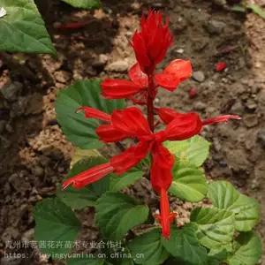 ���绨�ܳ���һ���� һ������������ һ������ֲ����