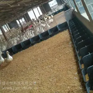 �����޵�Ѽ���� Ѽ���µ��� ��Ѽ���� һ�嵰��