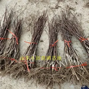 泰安山楂苗种植基地山东红果苗有山楂苗时间栽培