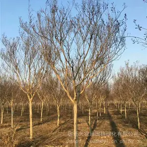 �ؾ�5������ޱ���պ�۸����Ǯһ�÷羰����ޱС�����
