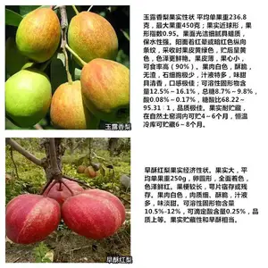梨苗 鞍山梨苗