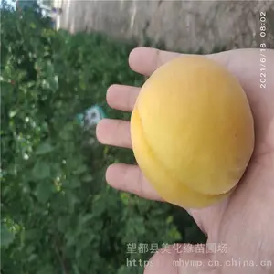 ����Ե ��÷�۸� ÷�ӹ� �����ȫ
