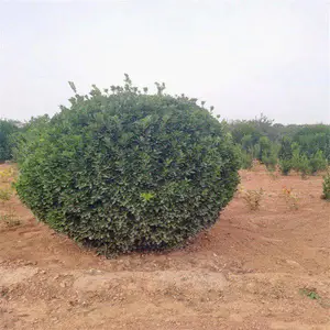 各种规格大叶黄杨基地自产自销货量足发货快质量好