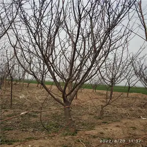 ����Ե ֦�ɲԾ��������ķ羰�� ����18��Ҷ÷��