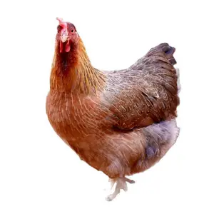 ������������ ĸ��տ����Դͷ������ɱũ��ɢ���ߵ�ɽ����