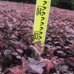 成都红继木批发-成都最新红继木价格-红继木杯苗地苗-红继木球价格-四川红继木低价销售-名川园艺场苗圃
