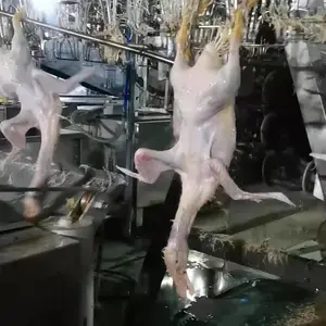 全自动兔子宰杀生产线 肉兔宰杀设备报价
