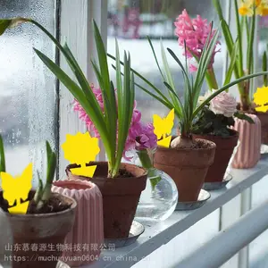 ��Ӭ����ճ�� ��԰���ճ�� ���ճ��� Ľ��Դ