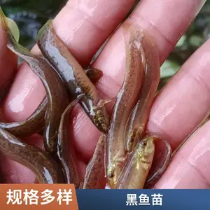 山东本地黑鱼苗泥鳅鱼苗养殖场烟台充氧打包发货