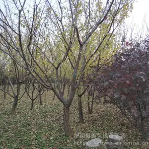 ����������Ӧ����ʹ�����÷�磨��÷��),������׳��������