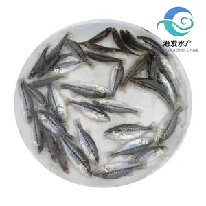港发渔业 大口黑鲈鱼苗摄食量大 产量高 易生长 淡水鱼苗养殖要求低