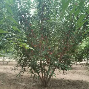 辽宁丛生茶条槭 东北三角枫 开原茶条槭小苗 吉林营养杯茶条槭 内蒙古