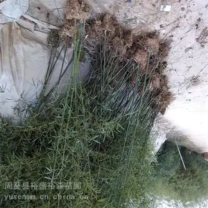 ������ľ���� ���߾� ���ӻ���԰�� ��צ��