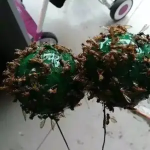 ��Ӭ�� �Ϲ�Ӭճ���� ��СʵӬ���ռ�����ɫ����