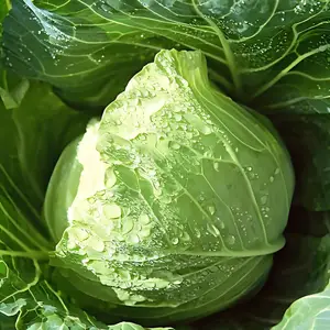 西安蔬菜配送,西安食材配送,西安食材供应商,西安幼儿园食材配送