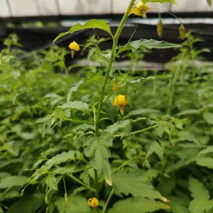 细梗香草种苗 一年生苗 易成活 适合种植推广 药材基地直销