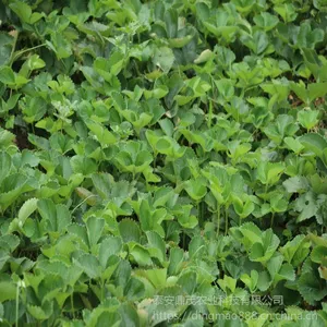 现货出售草莓苗品种齐全草莓苗价格低廉