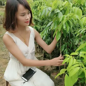 广西钦州糯米糍荔枝苗灵山荔枝苗批发
