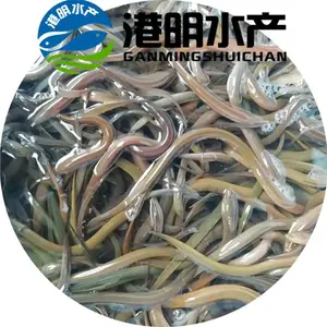 【本地黄鳝苗批发】_孟加拉黄鳝鱼鱼苗价格_鱼塘鱼池养殖