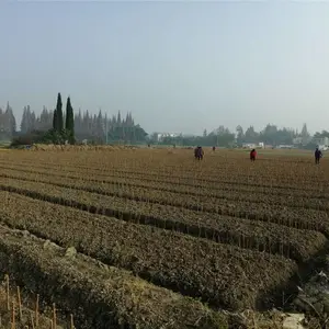 脆红李子树苗_脆红李子树苗品种_脆红李子树苗花果期管理