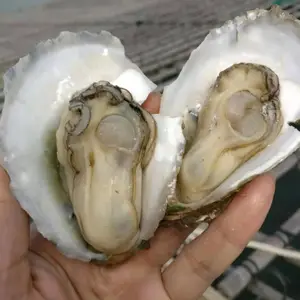 上海生蚝批发 高压锅生蚝烧烤生蚝在哪里进货