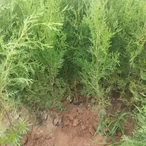 潍坊耐旱塔柏 常绿工程4米塔柏价格